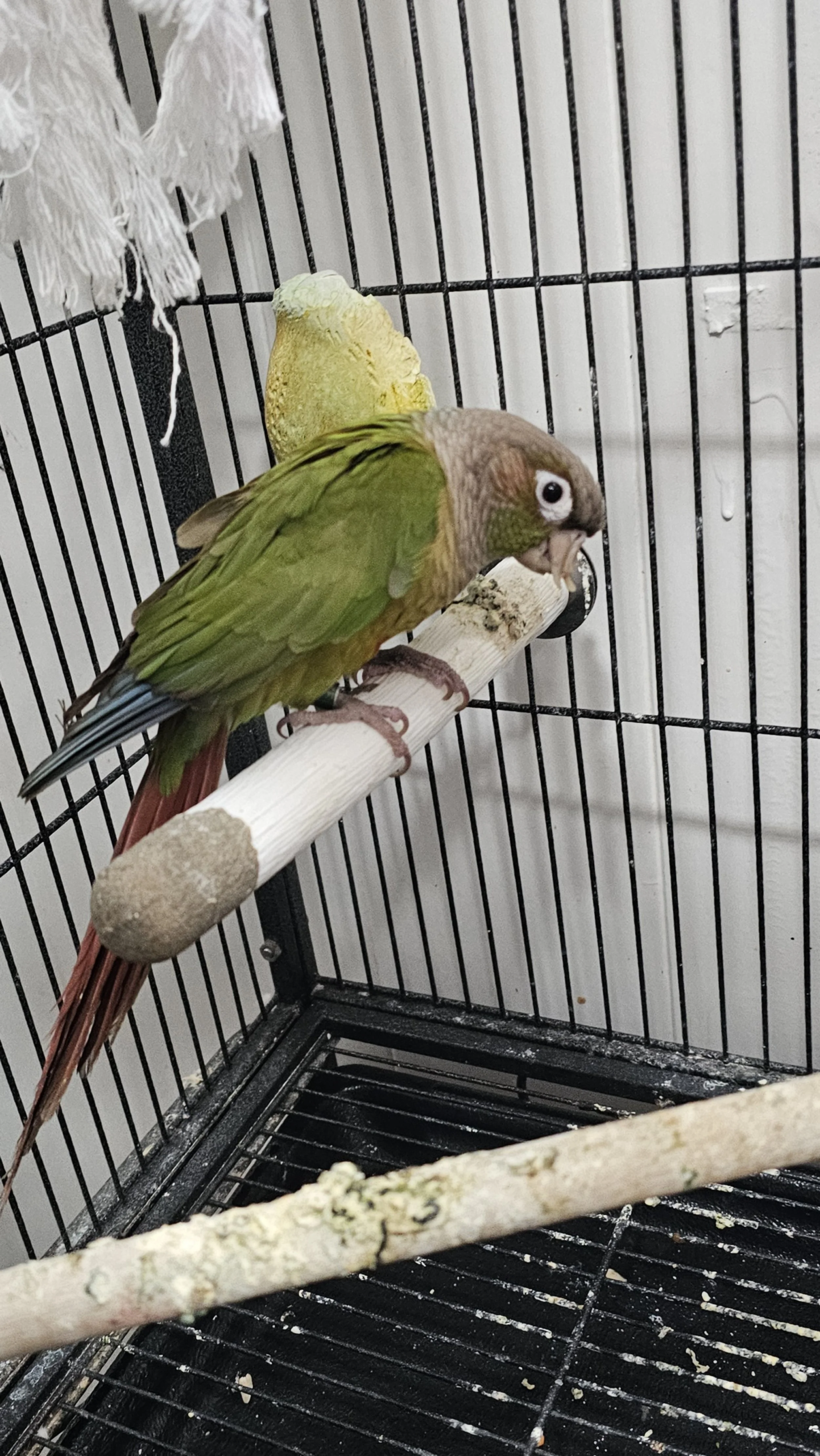 Baby – Green Cheek Conure for Adoption | 77ExoticBirds Rescue