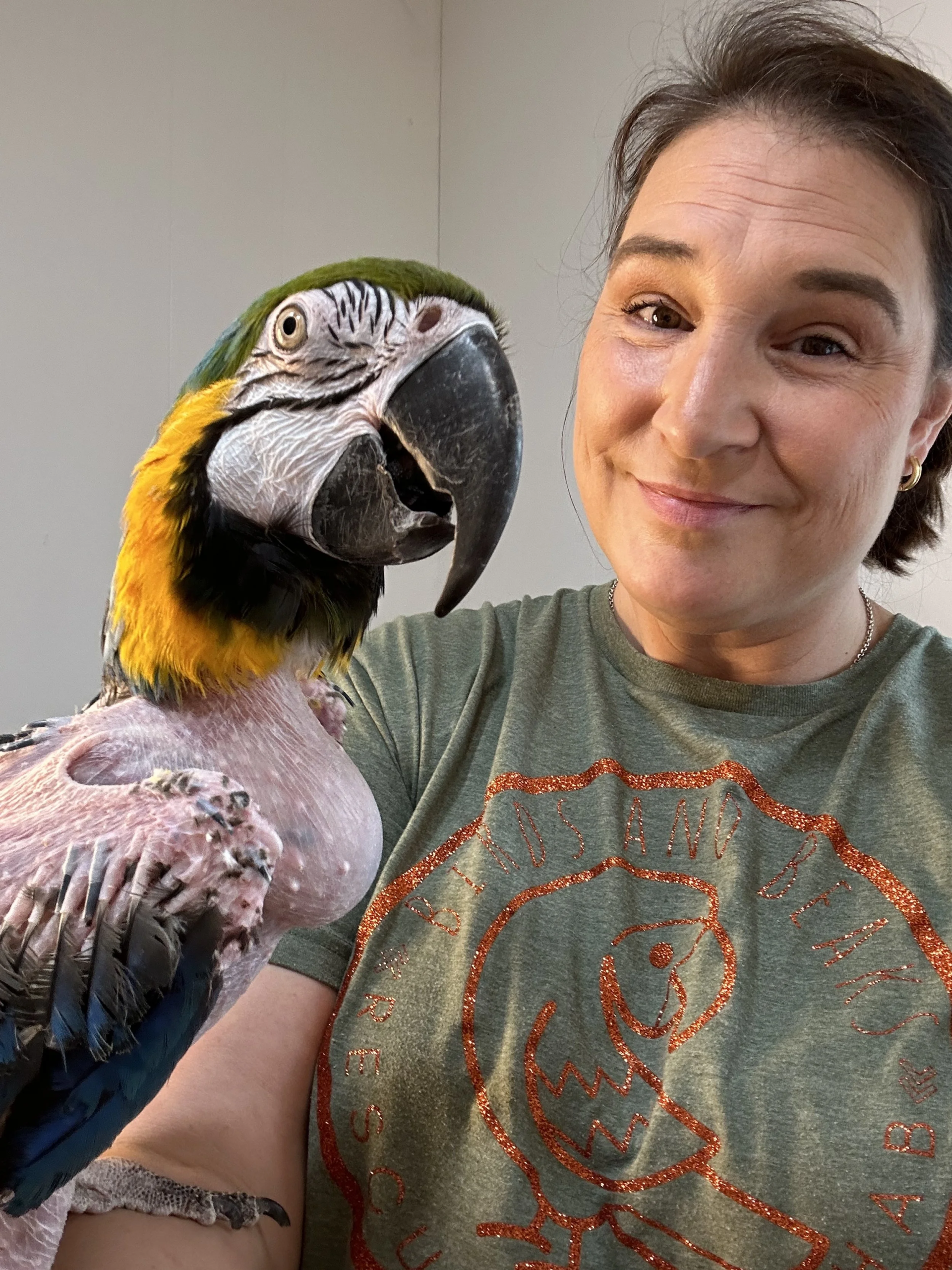 Dookie – Blue and Gold Macaw for Adoption | 77ExoticBirds